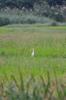 Intermediate or Chinese Egret