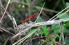 Bright red dragon fly