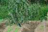 Magpie eating grubs in the loose soil