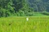 Great egret