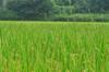 Looking over the rice field