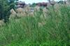 Local reed thick with flower heads