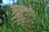 next photo: Reed flowers full of seed