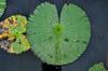 water lilly leaf - serrated edges and cleaved