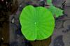 next photo: lotus leaf