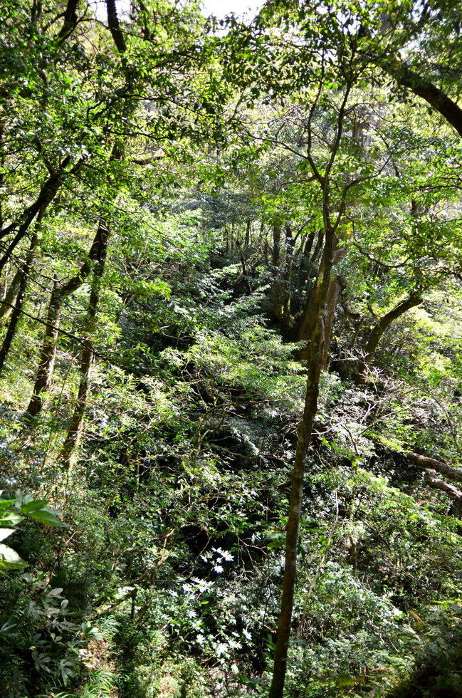 Xiao Wulai 小烏來 toward Beichatianshan 北插天山 DSC_2300