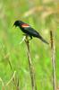 next photo: red-winged blackbird (Agelaius phoeniceus)