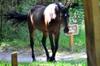 next photo: wild horse on Bolen Bluff Trail