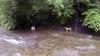 dogs playing in Lanxi stream 蘭溪