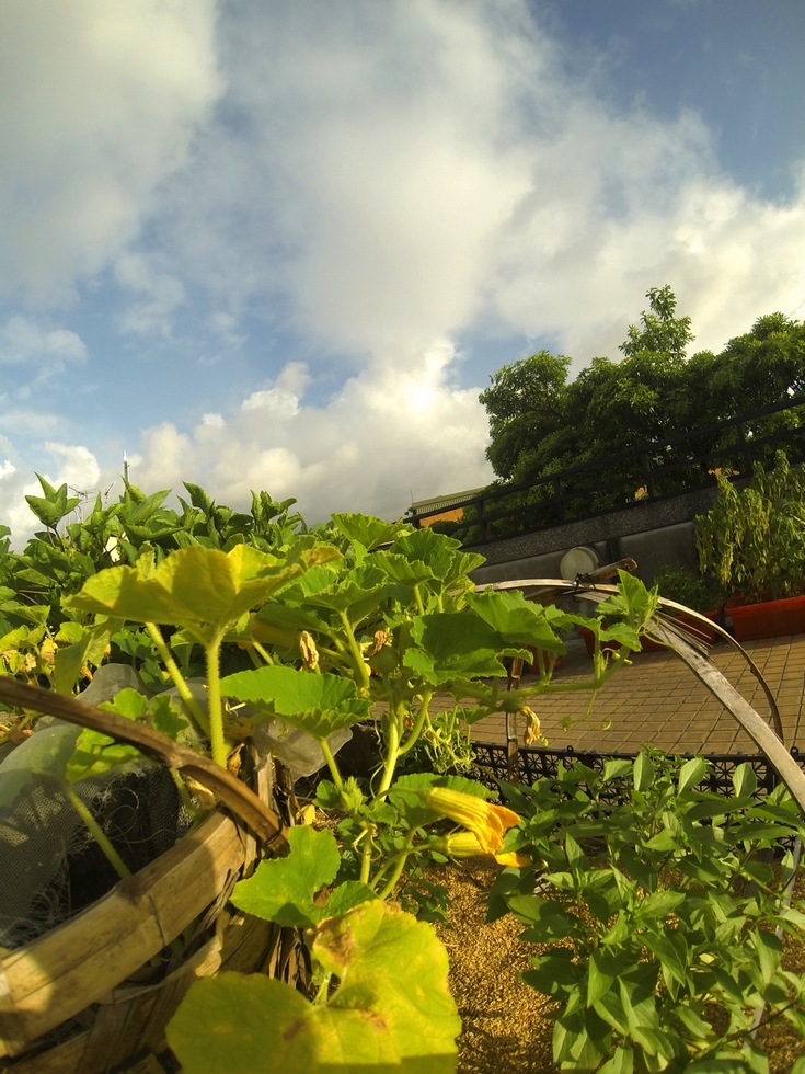 Buluo rooftop garden, July GOPR1496