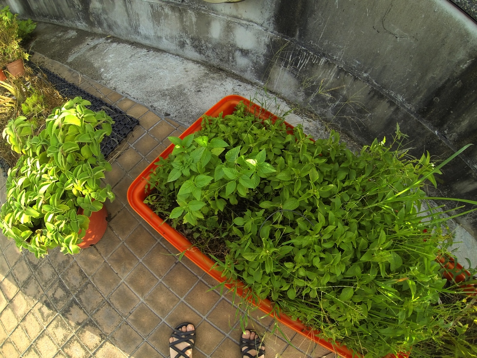 Buluo rooftop garden, July GOPR1508