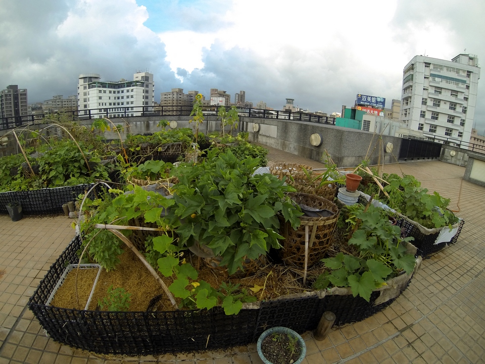 Buluo rooftop garden, July GOPR1514