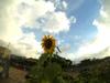 Sunflower soaking up the last rays of the day before the typhoon.