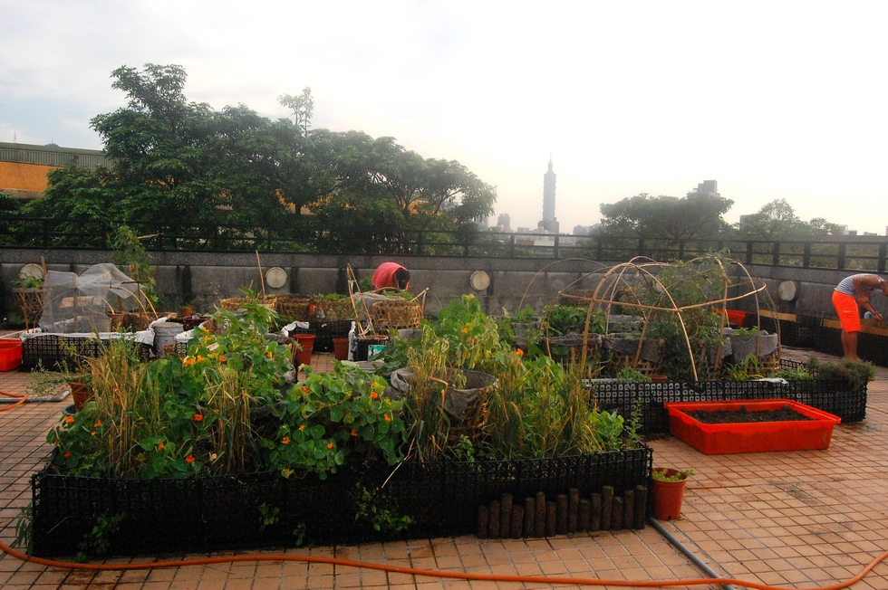 Buluo rooftop garden, May DSC_5277