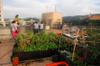 Buluo rooftop garden, May DSC_5276