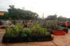 Buluo rooftop garden, May DSC_5277