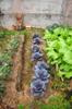 James' veggie garden - lavender cabbage