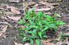 next photo: Common wild mustard plant