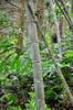 next photo: Moso Bamboo 孟宗竹  (mèngzōngzhú) Phyllostachys edulis, aka 毛竹 (máozhú)