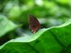 next photo: Common Palmfly 紫蛇目蝶 (zǐ shémù dié) Elymnias hypermnestra hainana