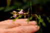 next photo: Ryukyu Long-stemmed Desmodium 琉球山螞蝗 (Liúqiú shān mǎ huáng) Hylodesmum laxum DC. subsp. laterale (Schindl.) Ohashi