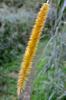 napier grass 狼尾草 (láng wěi cǎo) Pennisetum purpureum seed tassle