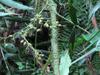 next photo: fruiting rattan 黃藤(huáng téng) Calamus quiquesetinervius