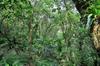 next photo: large group of rusty laughingthrushes 棕噪鶥 (zōng zào méi) Garrulax poecilorhynchus