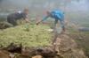 next photo: Planting the sheet-mulched beds