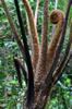 next photo: tree fern 筆筒樹 (bǐtǒng shù) Cyathea lepifera