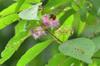 next photo: pollen-laden bee in Formosan Beauty- berry 杜虹花 (dùhónghuā) Callicarpa formosana flowers