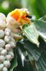 next photo: Wulai Shell Ginger 烏來月桃 (wū lái yuè táo) Alpinia uraiensis flowers