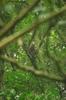 Taiwan Macaque 台灣獼猴 (táiwān míhóu) Macaca cyclopis