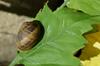 next photo: snail on a plastic leaf