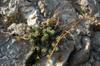 next photo: Delicate succulent plant finds a foothold
