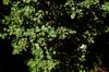 next photo: Scrub oak