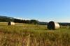 Round bales of alfalfa hay