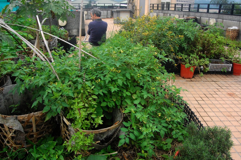 Buluo Daxue Rooftop Garden Post-CNY DSC_7040