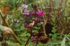 next photo: Dark red variety of hyacinth beans