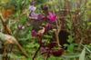 Dark red variety of hyacinth beans