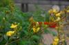 Pigeon pea starting to fruit