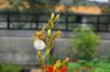 Buluo Daxue Rooftop Garden Post-CNY DSC_7044