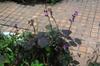 The hyacinth bean has held on and is now producing again.