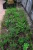 next photo: Replanted wheat, carrots, cilantro and nasturtium on the edge