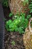 next photo: Variegated leaf nasturtium