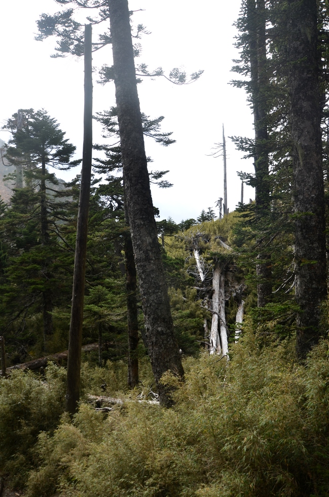 Dabajian mountain 大霸尖山 hike DSC_4505