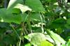 next photo: A small green bean, similar to a mung bean, has grown well in the garden.