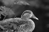 a duck visits DSC_8177