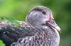 next photo: Eastern spot-billed duck 花嘴鴨