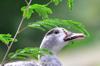 next photo: Eastern spot-billed duck 花嘴鴨